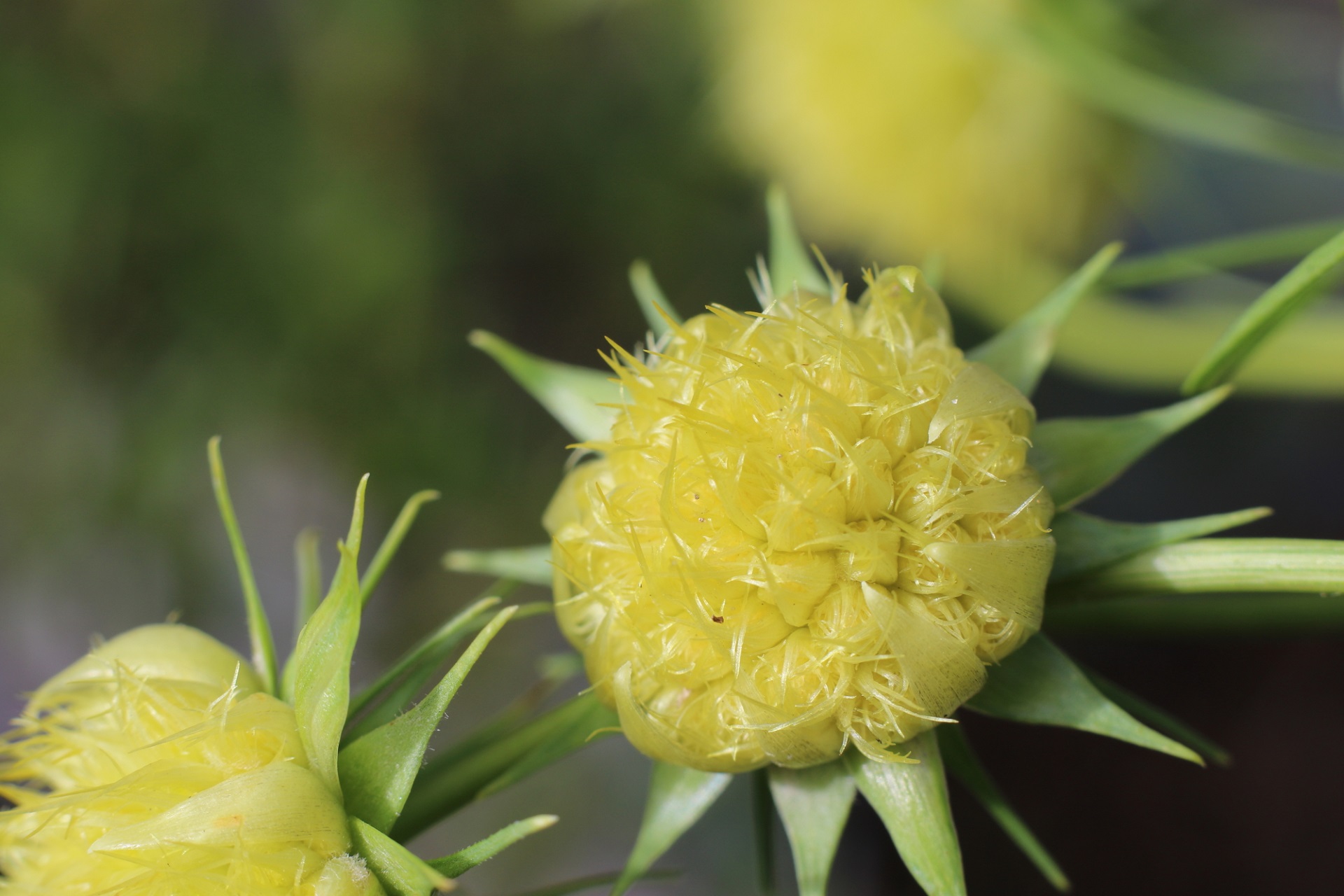 花びらのないコスモスが咲き コスモスの品種と種の採取方法を教えてください みんなのひろば 日本植物生理学会