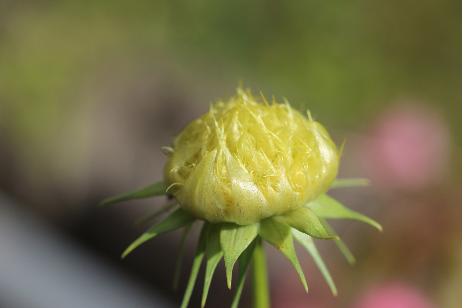 花びらのないコスモスが咲き コスモスの品種と種の採取方法を教えてください みんなのひろば 日本植物生理学会