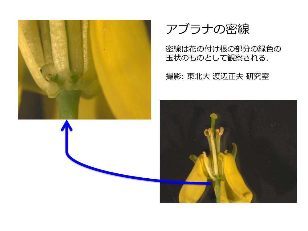 アブラナの子房とがくの間にある緑色の玉状のモノ みんなのひろば 日本植物生理学会