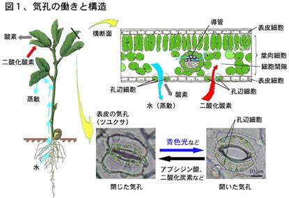 気孔の働きと開閉の仕組み みんなのひろば 日本植物生理学会