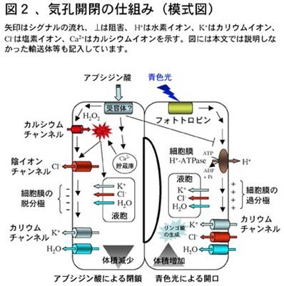 気孔の働きと開閉の仕組み みんなのひろば 日本植物生理学会