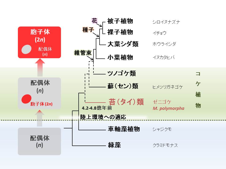 モデル植物としての苔類ゼニゴケ みんなのひろば 日本植物生理学会