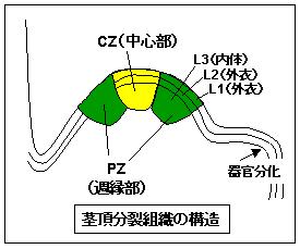 茎頂分裂組織の構造