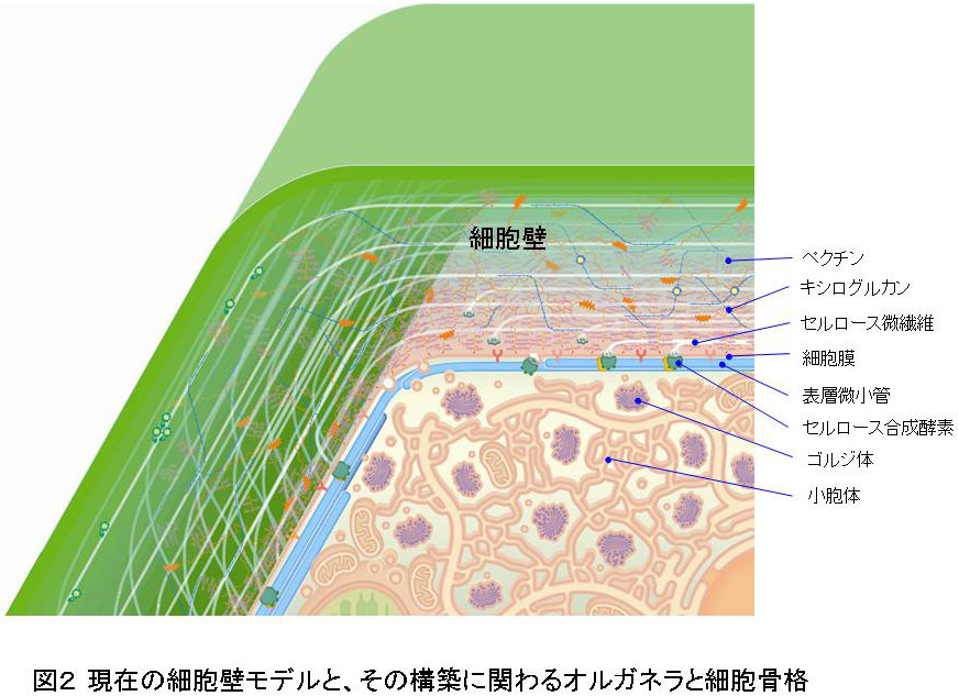 細胞壁 みんなのひろば 日本植物生理学会