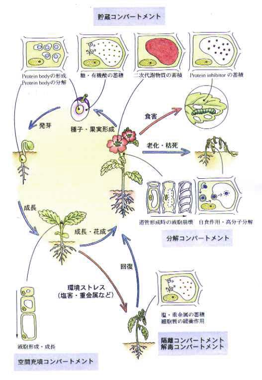 液胞の話 みんなのひろば 日本植物生理学会
